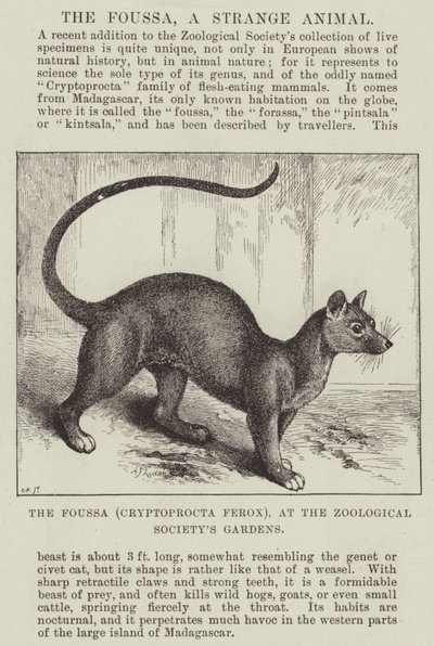 The Foussa (Cryptoprocta Ferox), at the Zoological Society